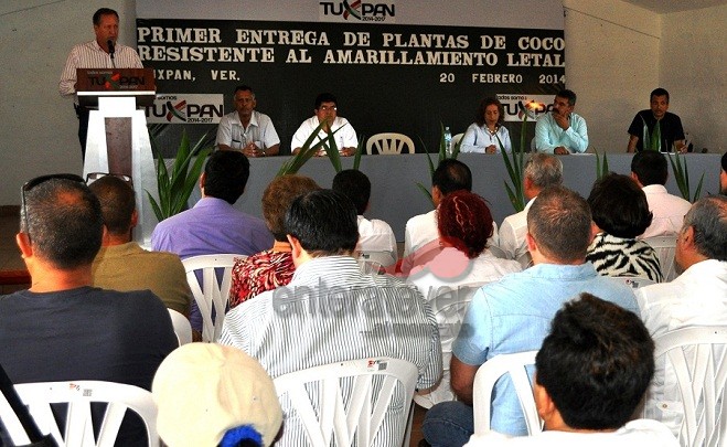 Reciben productores plantas resistentes al amarillamiento letal