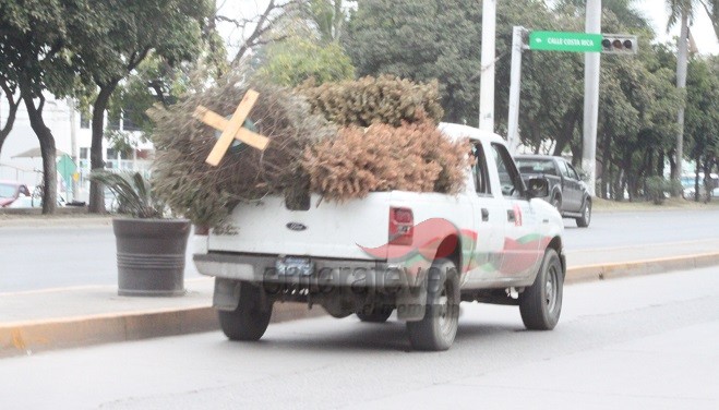 Procesaron 2700 árboles en "Recicla tu Navidad"