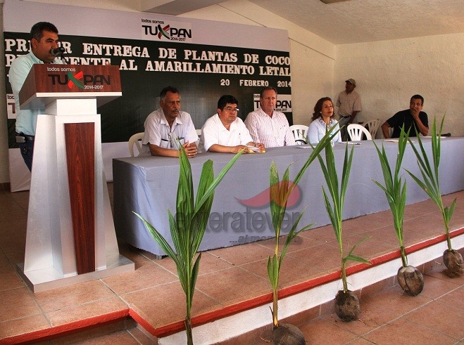 Reciben productores plantas resistentes al amarillamiento letal