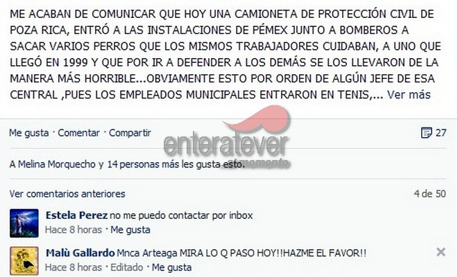 Indigna a defensores de animales redada de perros en Pemex