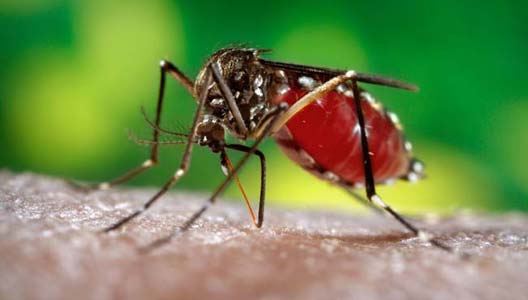 A luchar contra el dengue