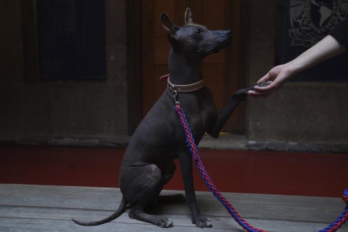 Una mujer agarra la pata de su perro de raza xloitzcuintle, llamado Pilon, durante una conferencia de prensa sobre los xoloitzcuintle en el arte, en la Ciudad de México, el 25 de enero de 2023. (AP Foto/Marco Ugarte)