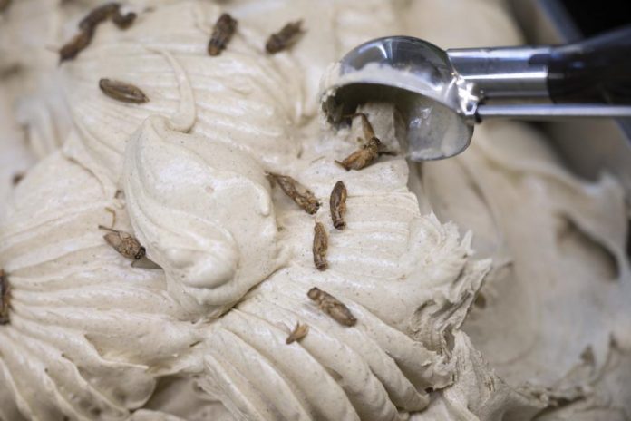 Thomas Micolino, dueño de la heladería Eiscafé Rino, recoge cucharadas de helado con grillos en Rottenburg am Neckar, Alemania, 1 de marzo de 2023. Una heladería alemana ofrece un sabor novedoso: sabor a insecto cubierto con grillos secos. (Marijan Murat/dpa via AP)